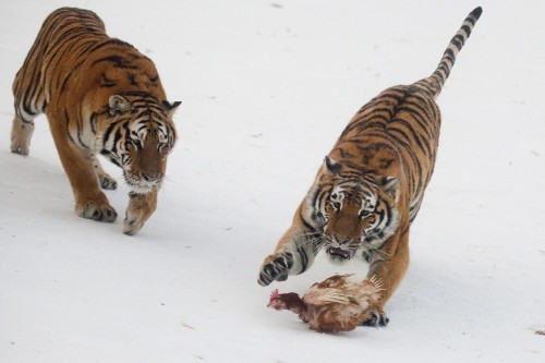 Harbin Siberian Tiger Park01