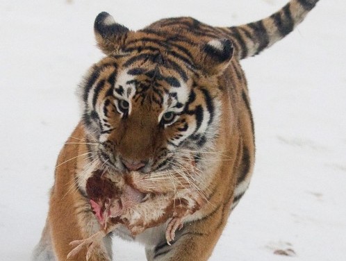 Harbin Siberian Tiger Park05