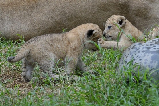 Zoo di Cali (Colombia): mamma leonessa cura il suo piccolo04