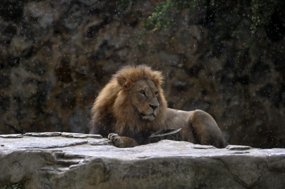 Zoo di Cali (Colombia): mamma leonessa cura il suo piccolo02