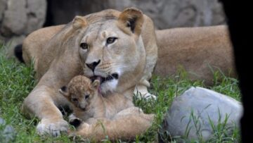 Zoo di Cali (Colombia): mamma leonessa cura il suo piccolo01