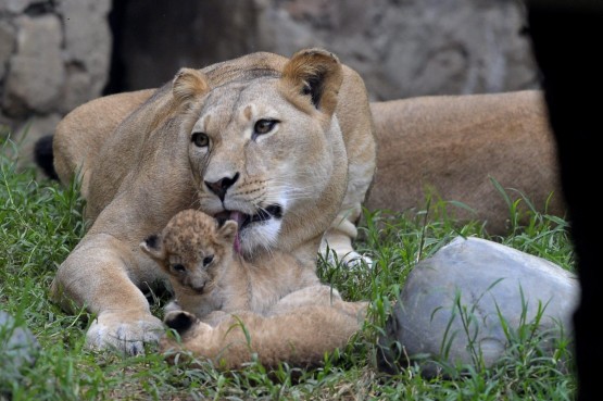 Zoo di Cali (Colombia): mamma leonessa cura il suo piccolo01