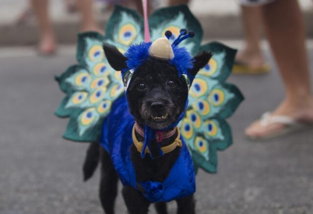 Rio de Janeiro, la sfilata dei cani prima del Carnevale07