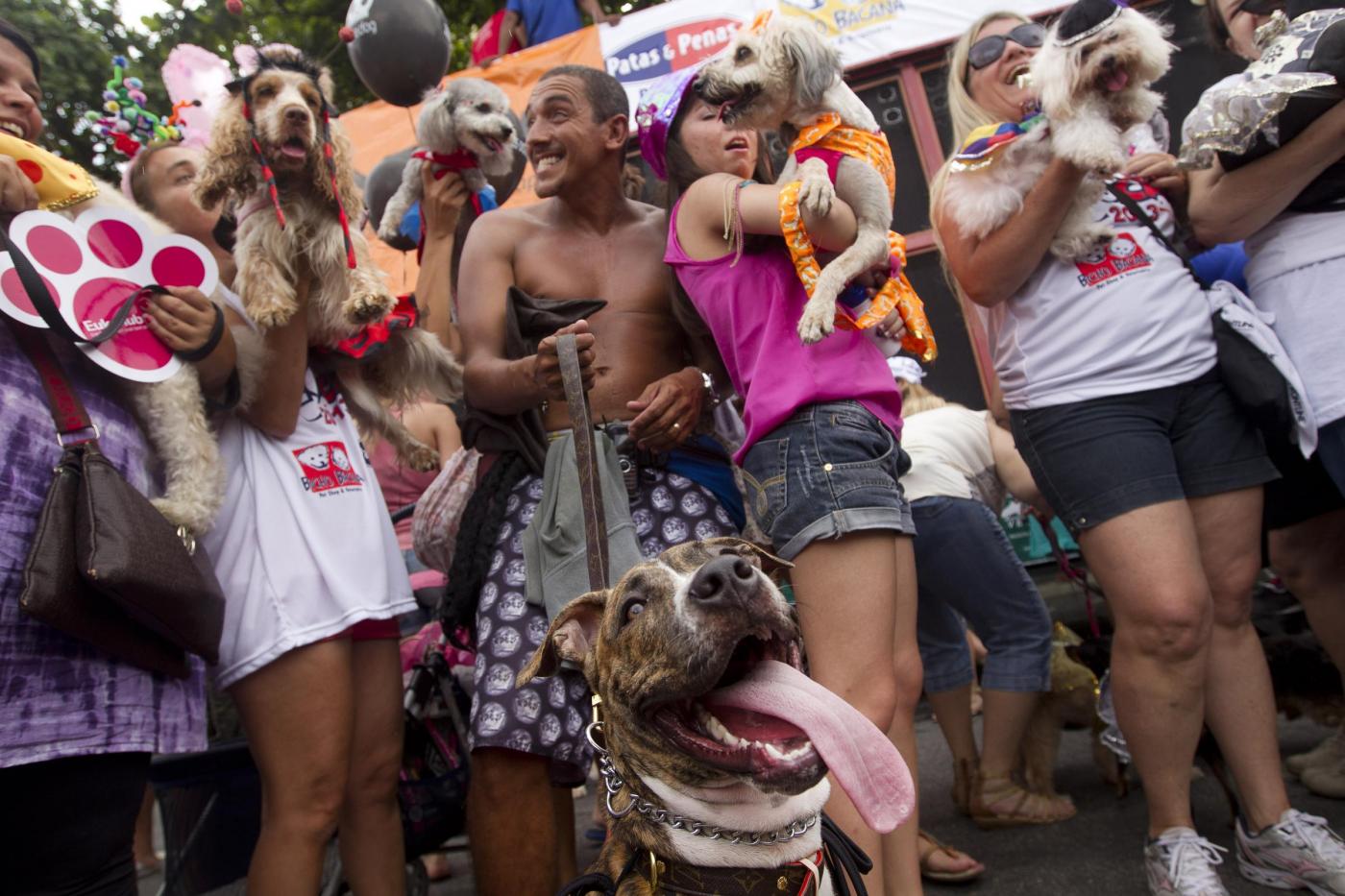 Rio de Janeiro, la sfilata dei cani prima del Carnevale05