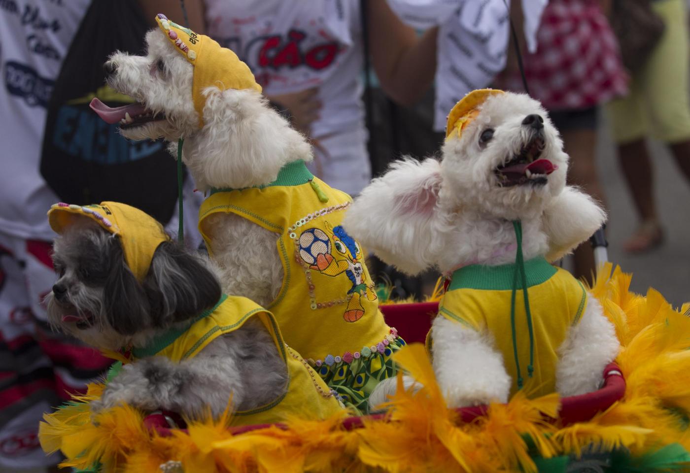 Rio de Janeiro, la sfilata dei cani prima del Carnevale04