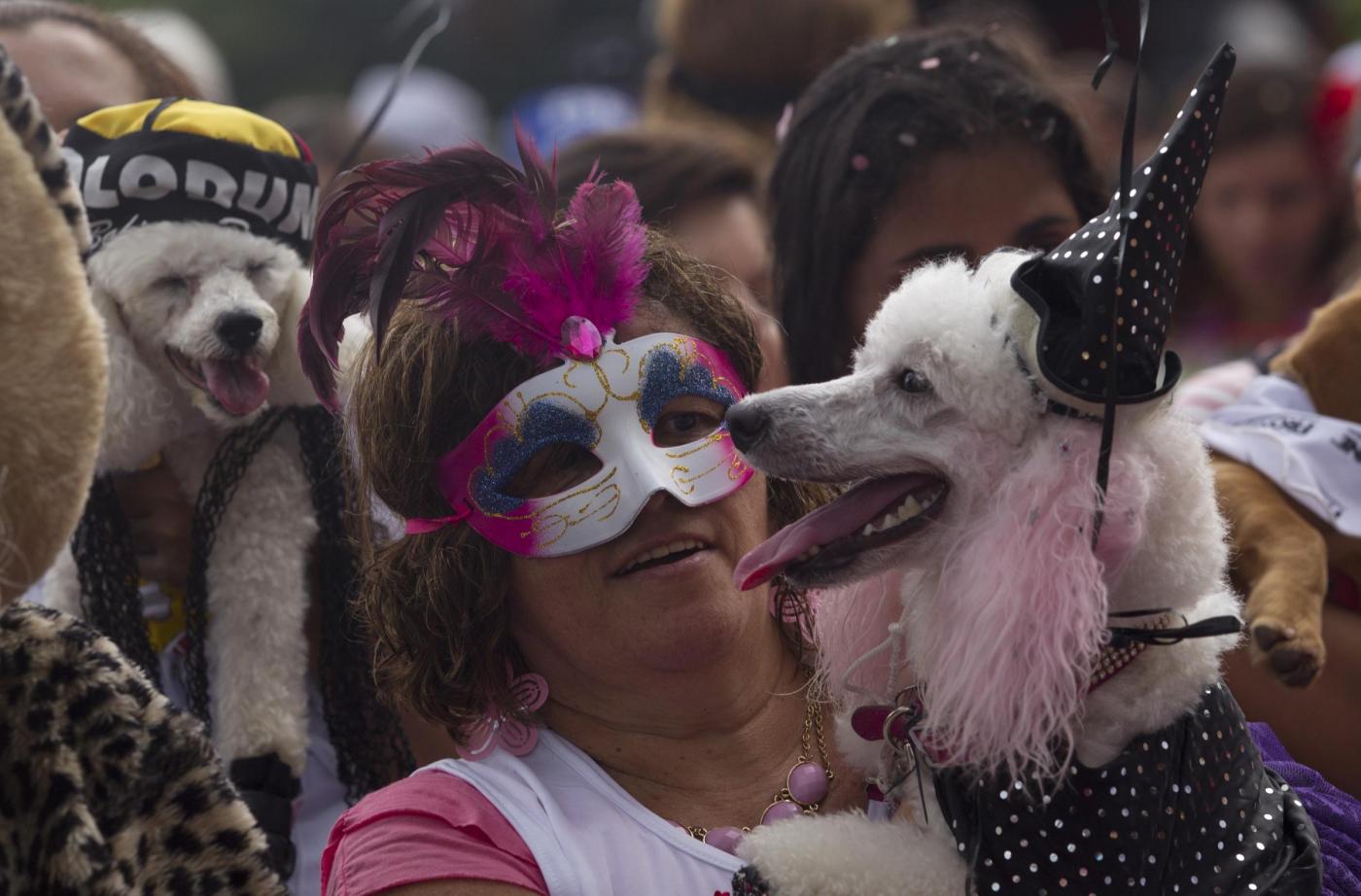 Rio de Janeiro, la sfilata dei cani prima del Carnevale03