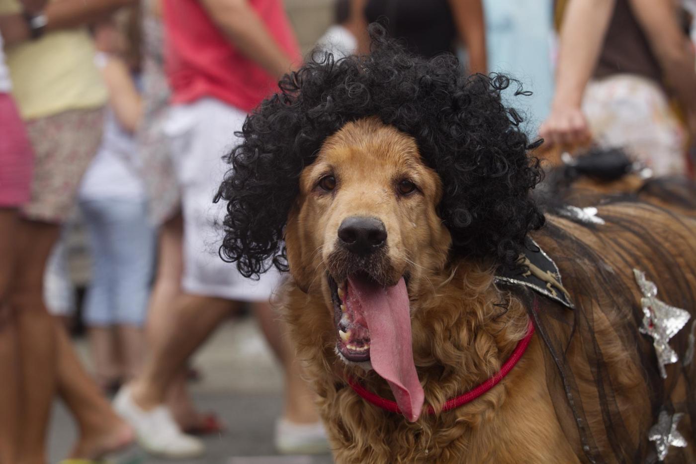 Rio de Janeiro, la sfilata dei cani prima del Carnevale01