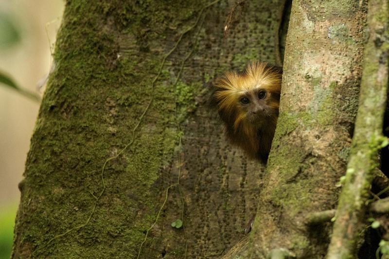 Monkey in Brazilian RainforestAffe im Regenwald