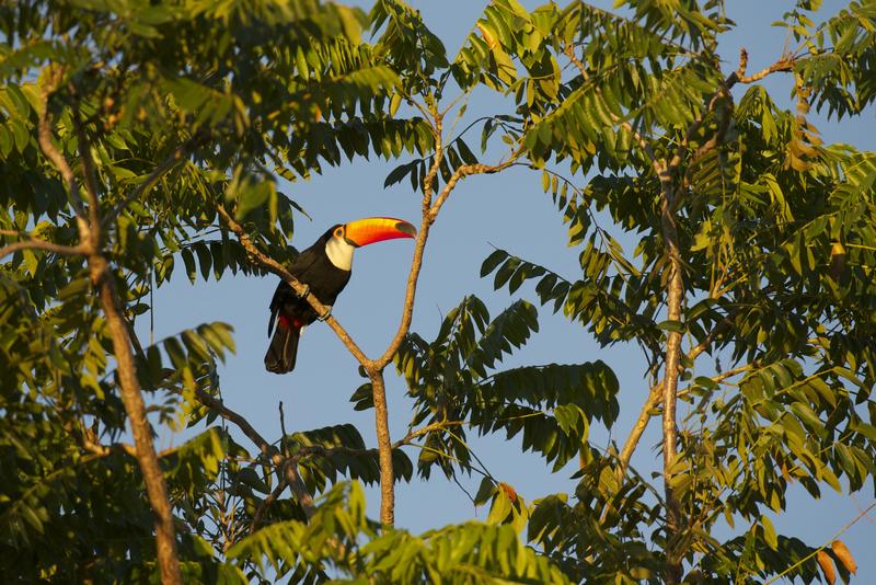 Toucan in Brazilian RainforestTukan im Regenwald