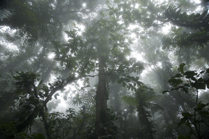 Tropical Rainforest in BrazilRegenwald in Brasilien