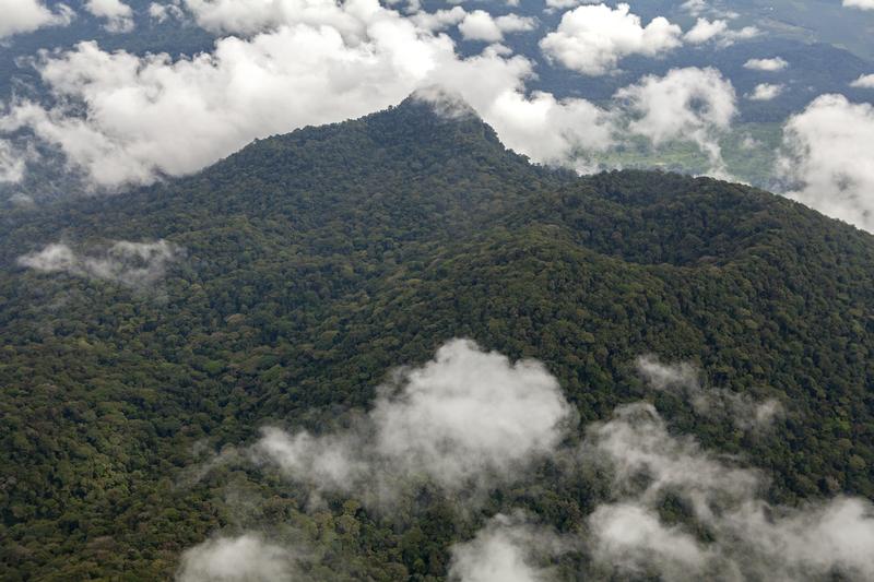Coastal Rainforest in Cameroon