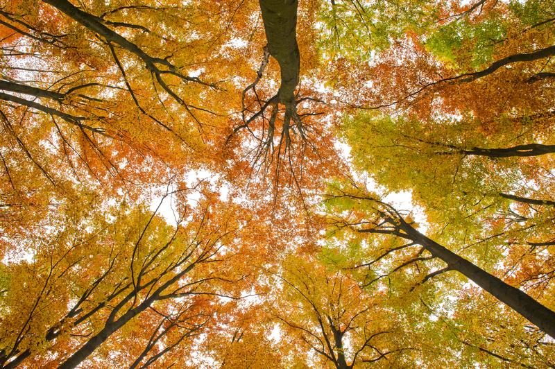 Autumn in the Beech Forest SpessartHerbst im Buchenwald Spessart