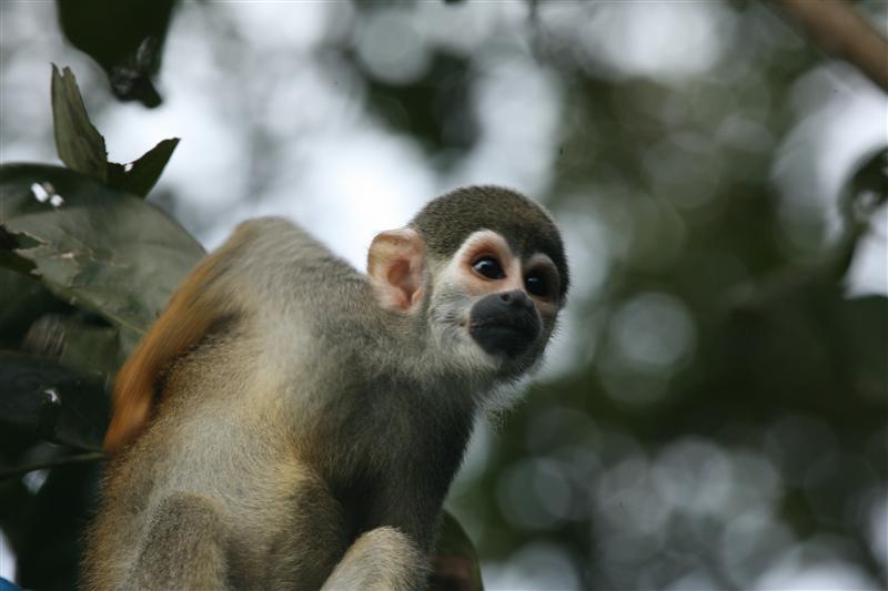 Saimiri Monkey in Brazil