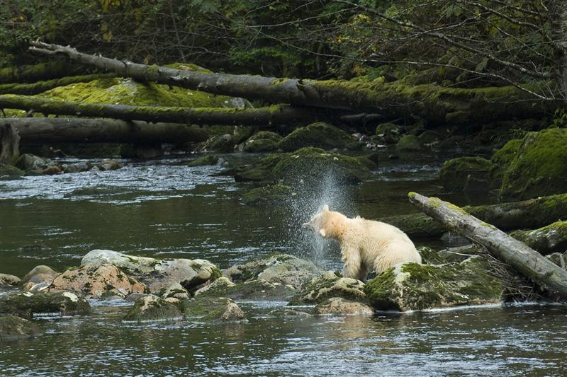Spirit Bear in Great Bear Rainforest