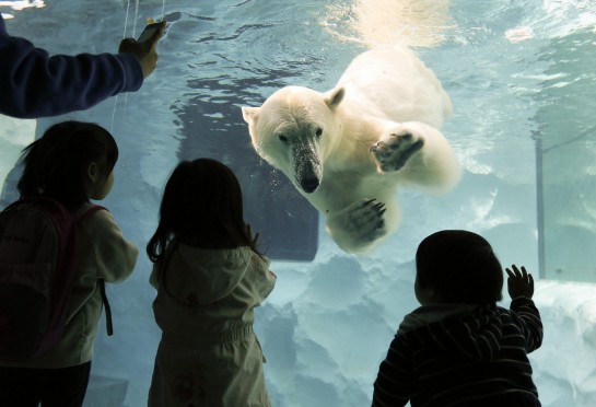 L'orso polare è una specie vulnerabile02