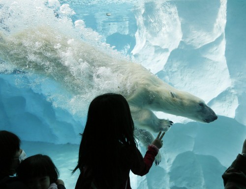 L'orso polare è una specie vulnerabile01