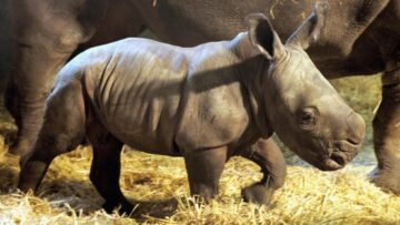 Mekena, il cucciolo di rinoceronte bianco del Serengeti Park 01
