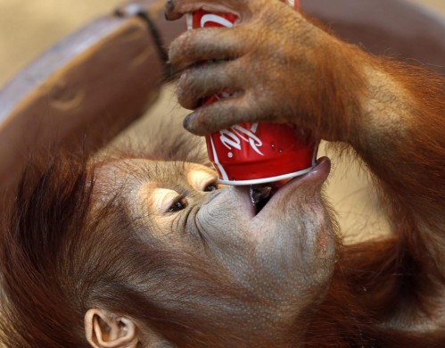 Tremila scimmie l'anno finiscono nelle mani dei trafficanti di animali selvatici08