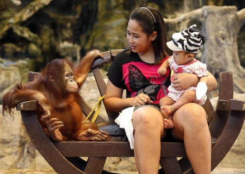 Tremila scimmie l'anno finiscono nelle mani dei trafficanti di animali selvatici06
