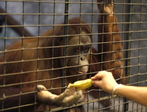 Tremila scimmie l'anno finiscono nelle mani dei trafficanti di animali selvatici05