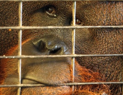 Tremila scimmie l'anno finiscono nelle mani dei trafficanti di animali selvatici04