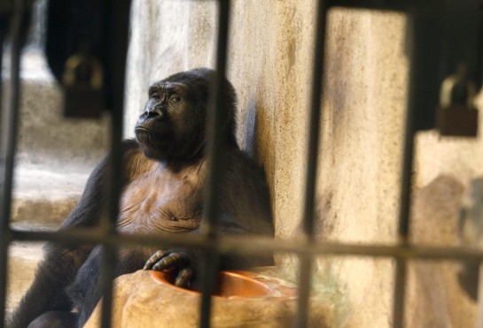 Tremila scimmie l'anno finiscono nelle mani dei trafficanti di animali selvatici03
