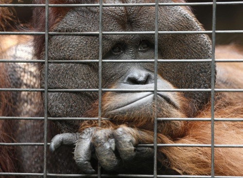 Tremila scimmie l'anno finiscono nelle mani dei trafficanti di animali selvatici02