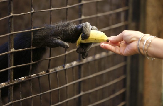 Tremila scimmie l'anno finiscono nelle mani dei trafficanti di animali selvatici01