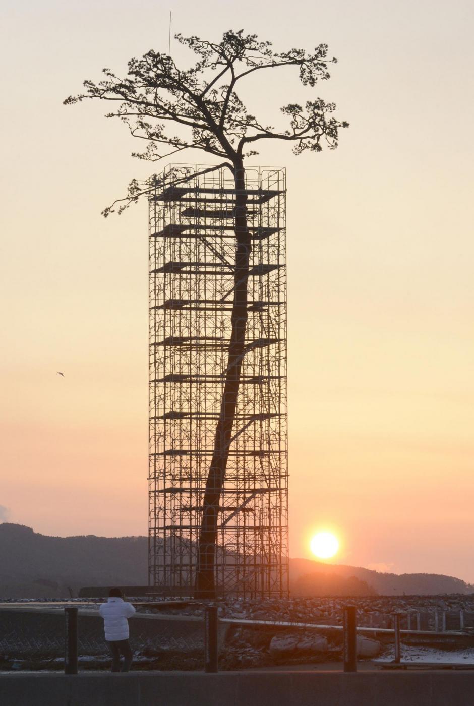 Giappone, il pino dei miracoli sopravvissuto a tre tsunami 