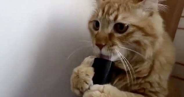 gatto si diverte lingua nell'aspirapolvere0