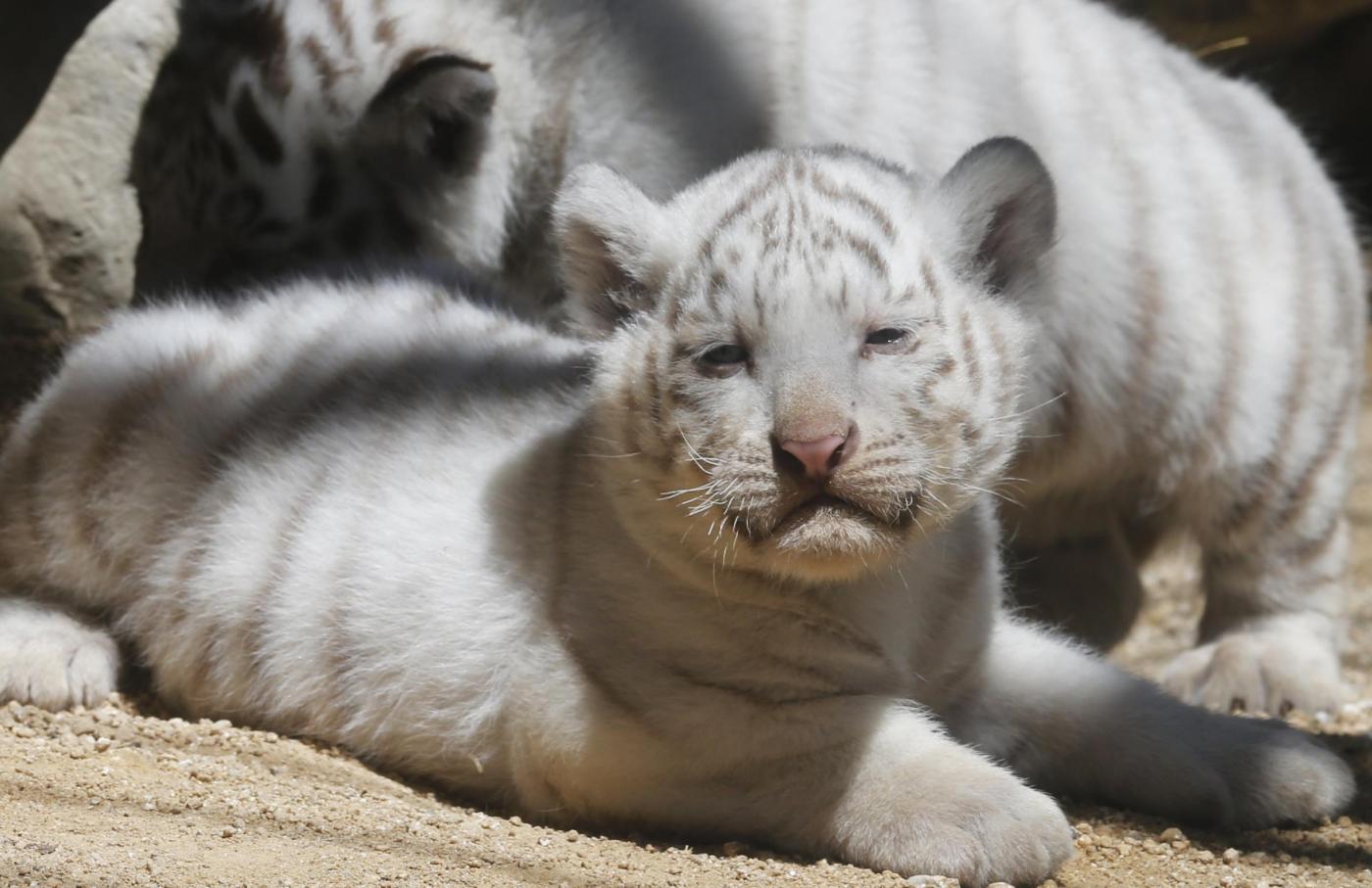 Giappone, i cuccioli di tigre bianca dello zoo di Tobu02