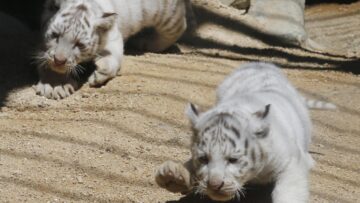 Giappone, i cuccioli di tigre bianca dello zoo di Tobu03