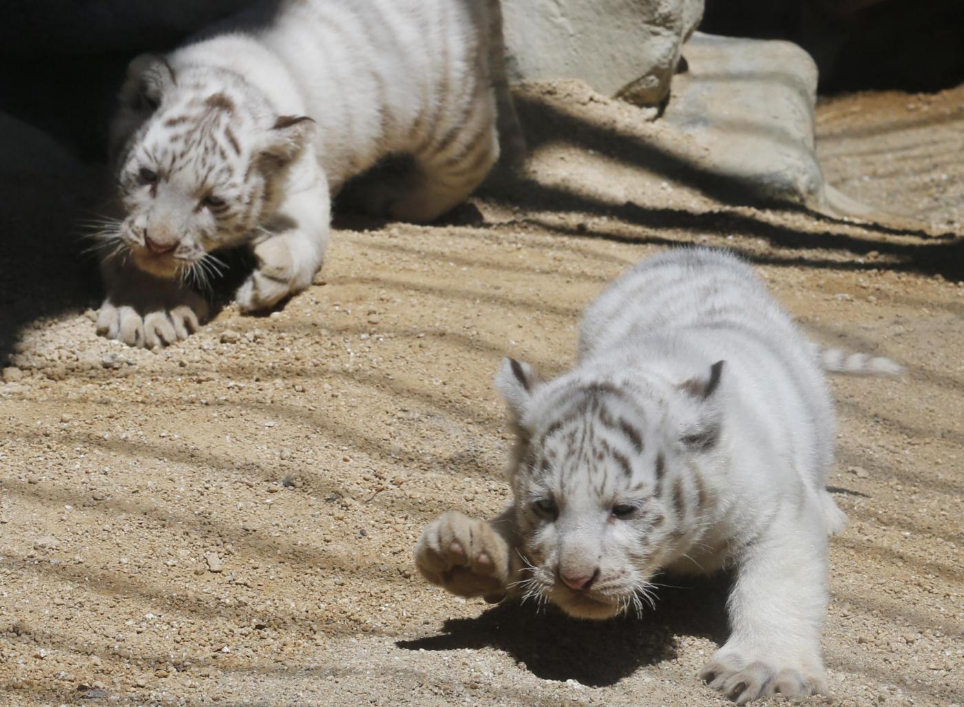 Giappone, i cuccioli di tigre bianca dello zoo di Tobu03