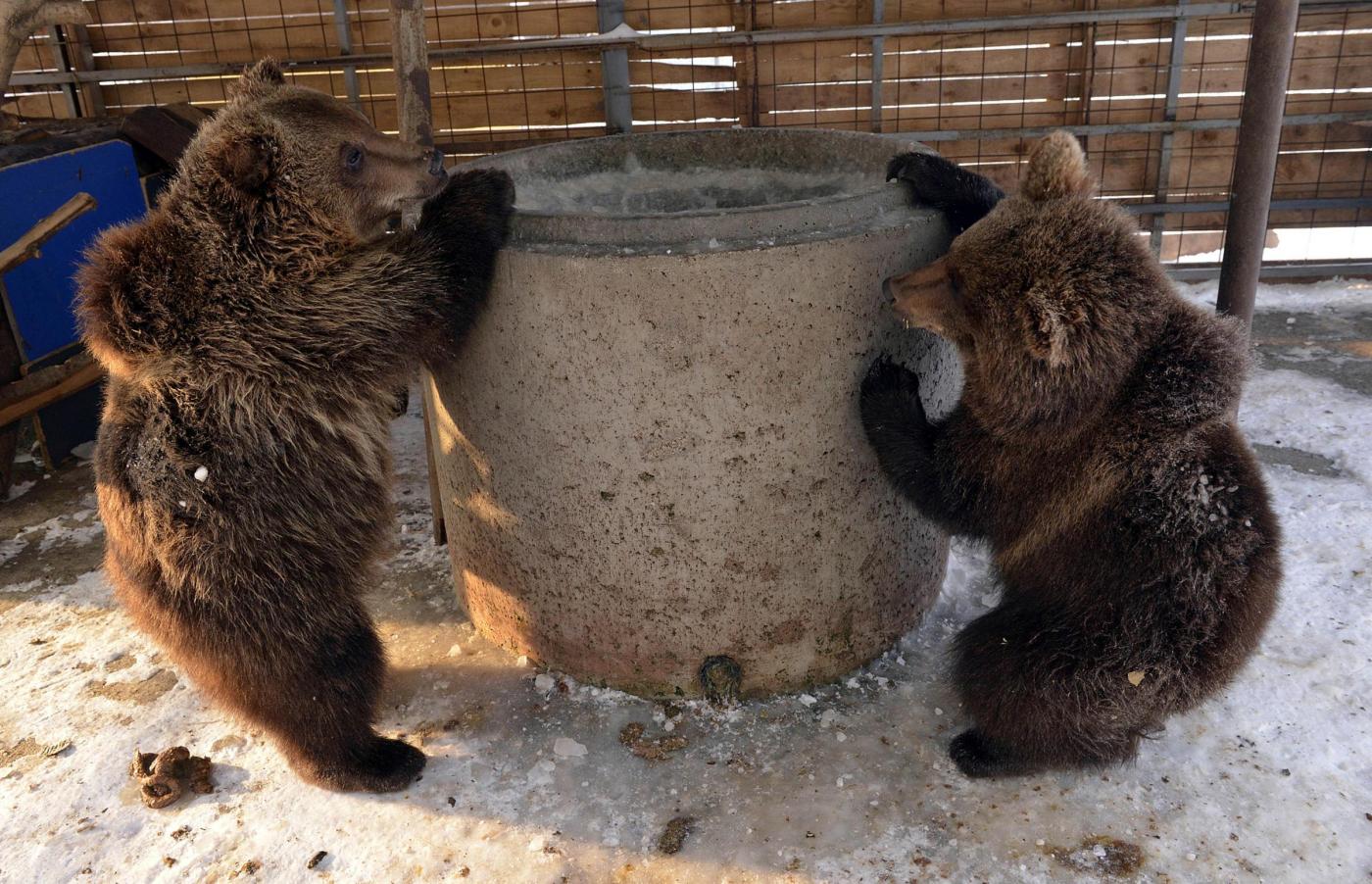 Kosovo, liberati due orsi01