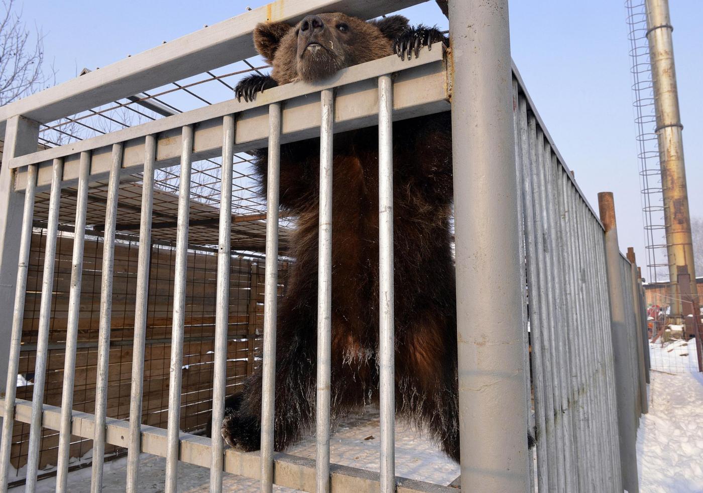 Kosovo, liberati due orsi01