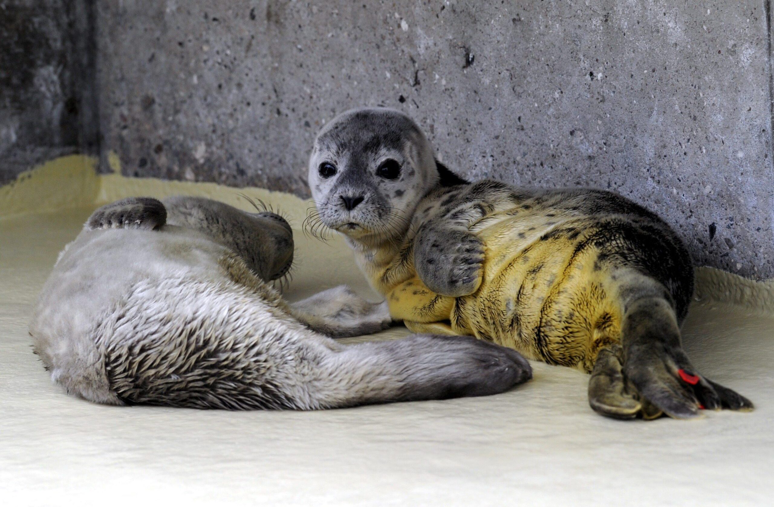 Germania, cuccioli di foca trovati in spiaggia02