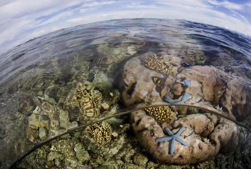 Pristine Reefs in Cenderawasih Bay