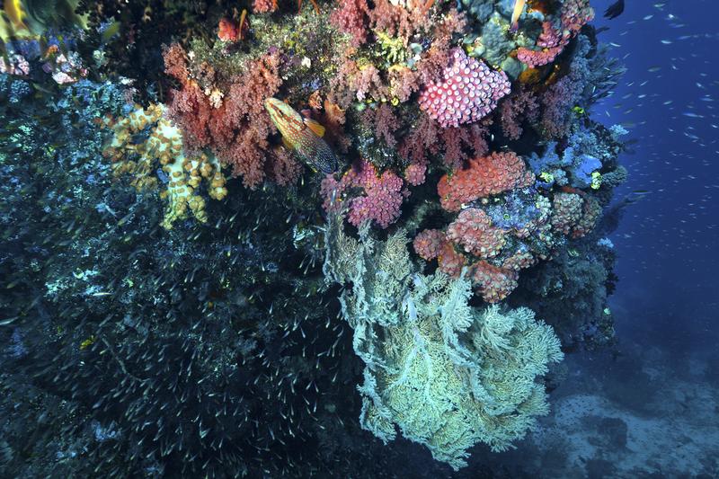 Coral Reef at Dampier Straight Raja Ampat