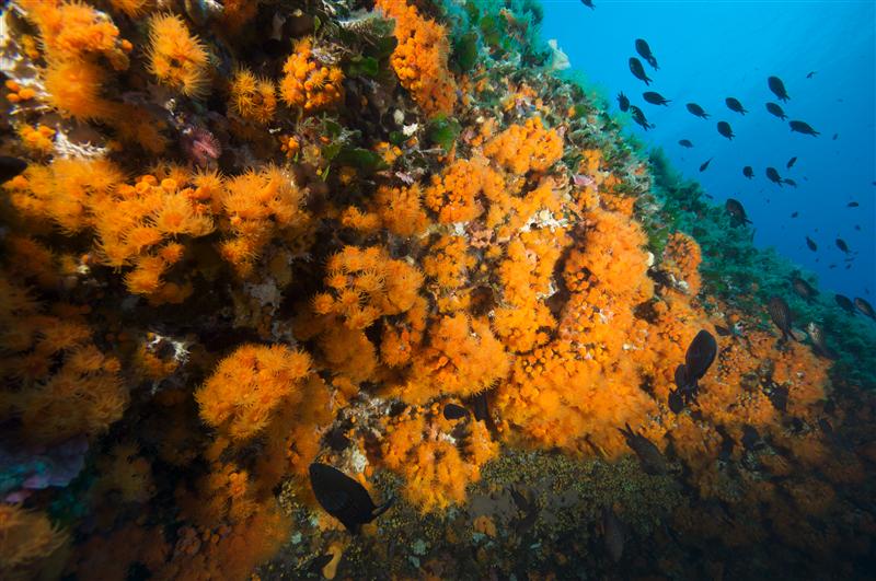 Corals in the Mediterranean Sea
