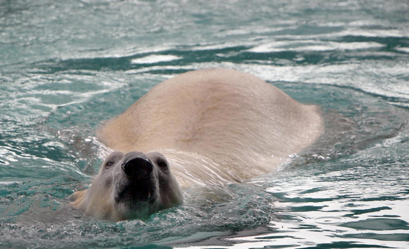 L'orso polare dello zoo di Singapore02