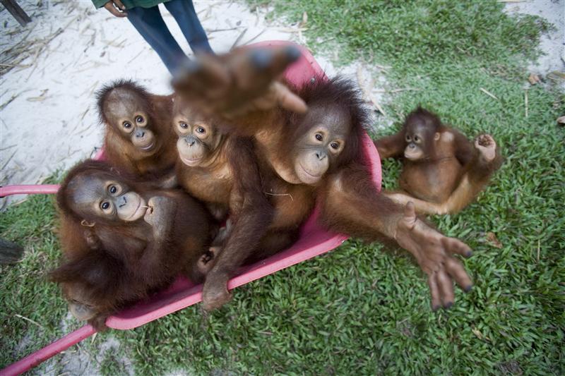 Orangutans at Borneo Orangutan Survival Foundation