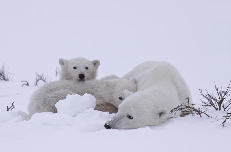 Polar BearsEisbaeren