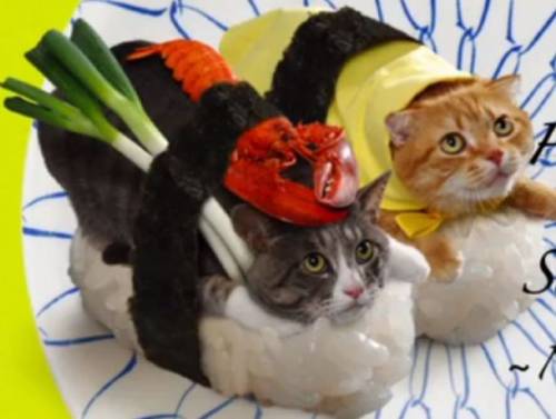 I gatti nel sushi, l'idea di un'azienda giapponese 01
