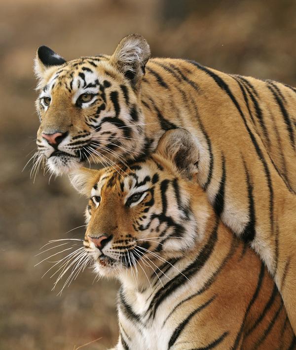 Tigers in Tadoba Reserve