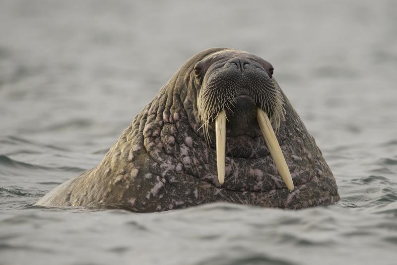 Walrus in the Polar SeaWalross im Polarmeer
