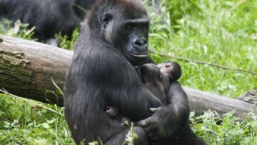 Due gemelli per mamma gorilla l'evento allo zoo di Arnhem02