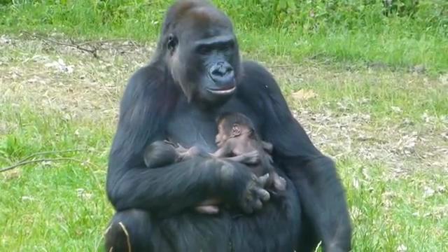 Due gemelli per mamma gorilla l'evento allo zoo di Arnhem01