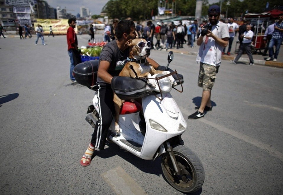 Turchia, il cane protagonista delle rivolte di Instanbul spopola su Twitter 08