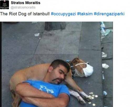Turchia, il cane protagonista delle rivolte di Instanbul spopola su Twitter 04