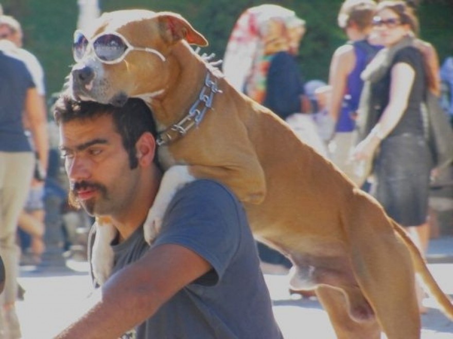 Turchia, il cane protagonista delle rivolte di Instanbul spopola su Twitter 03